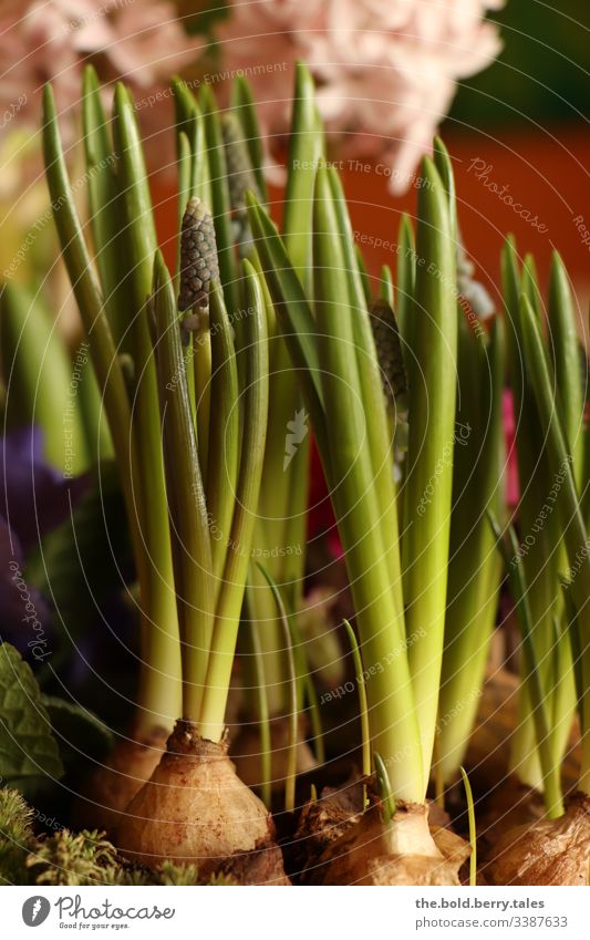 grape hyacinth Muscari Central perspective Shallow depth of field Light Day Deserted Interior shot Colour Joy Colour photo Life Optimism Spring fever Beautiful