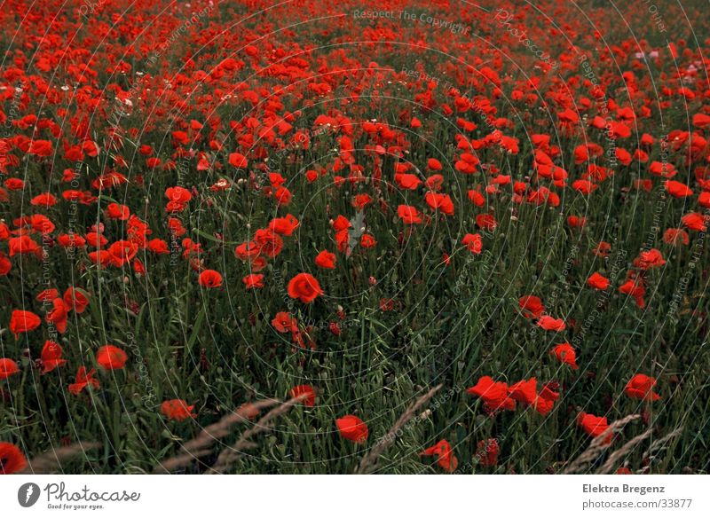 poppy field Meadow Poppy Calm Red Beautiful Nature