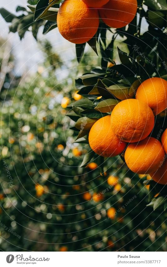 Oranges in a tree Orange tree Orange plantation Colour photo Exterior shot Nature Day Tree Environment Fruit Copy Space left Orange juice Vitamin C