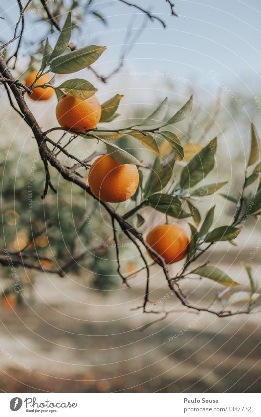 Oranges in a tree Orange juice Colour photo Healthy Fruit Vitamin Nutrition Vitamin C Citrus fruits Food citrus Healthy Eating Organic produce Juicy Close-up