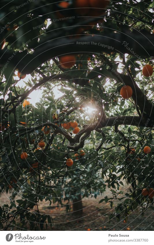 Oranges in a tree Orange tree Orange plantation Colour photo Exterior shot Nature Day Tree Light Copy Space bottom Healthy Sunlight Environment Detail Fruit