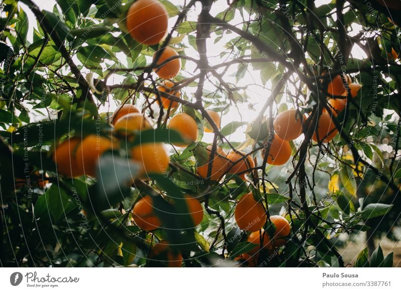 Oranges on a tree Orange juice Orange tree Vitamin Vitamin-rich Vitamin C citrus Citrus fruits Fruit Nutrition Healthy Eating Fresh Yellow Organic produce Food