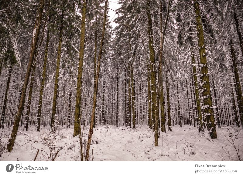 Snowy winter forest Eifel Winter sheep trees Forest