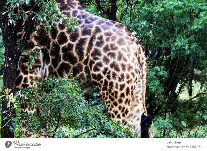 Well camouflaged? Animal portrait Sunlight Contrast Light Day Deserted Detail Exterior shot Colour photo Tree trunk Impressive Pattern Legs great Wanderlust