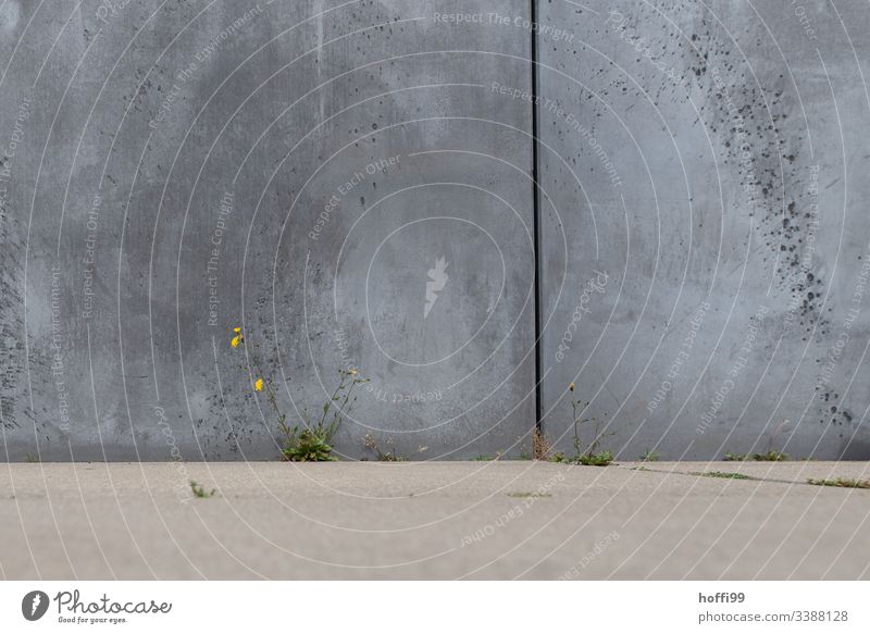 timid plant in concrete desert Concrete wall Neutral Background Structures and shapes minimalism Environment Dandelion dandelion blossom Symmetry Modern Line