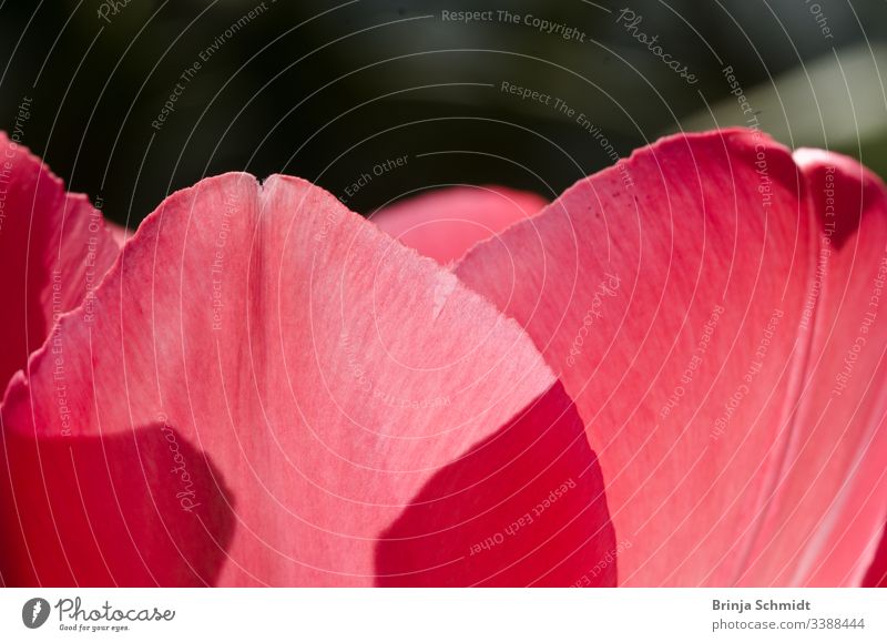 Delicate petals of a pink tulip in spring in backlight as a macro shot vivid easter drawing organic Elegant idyllic gardening botanical bloom flora leafs smooth