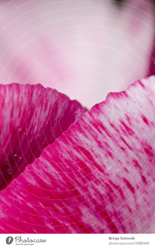 Leafs of one beautiful pink tulip in backlight, macro, bright and shining vivid easter drawing organic elegant idyllic gardening botanical bloom flora leafs