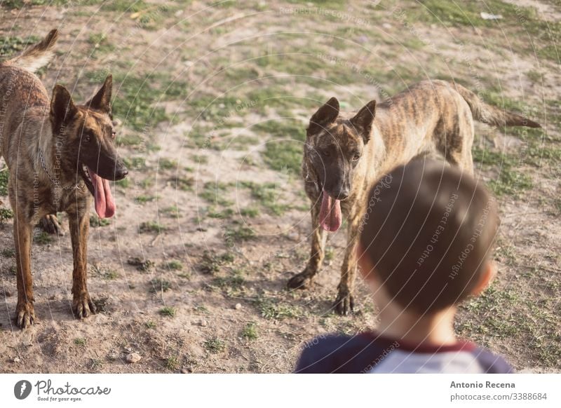 boy plays in the garden of his house with two Belgian shepherd dogs kid belgan danger animal pet 4s 5s child children backyard outdoors spring lifestyles