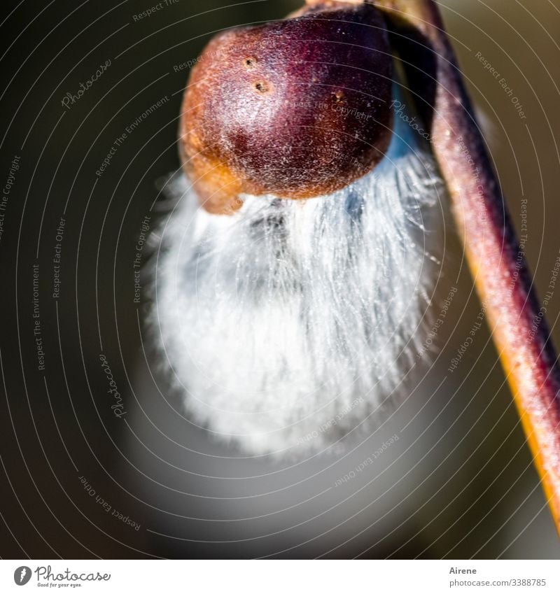 fluffy catkin Kitten Palm Catkin Soft Spring Spring flower Spring fever Spring flowering plant Plant Exterior shot Nature Easter OIsterdeko easter jewellery