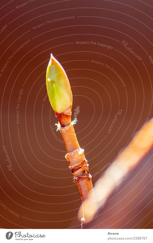 spring awakening bud Shallow depth of field Day Neutral Background Deserted Detail Close-up Exterior shot Colour photo Spring fever Growth Instinct Creeper