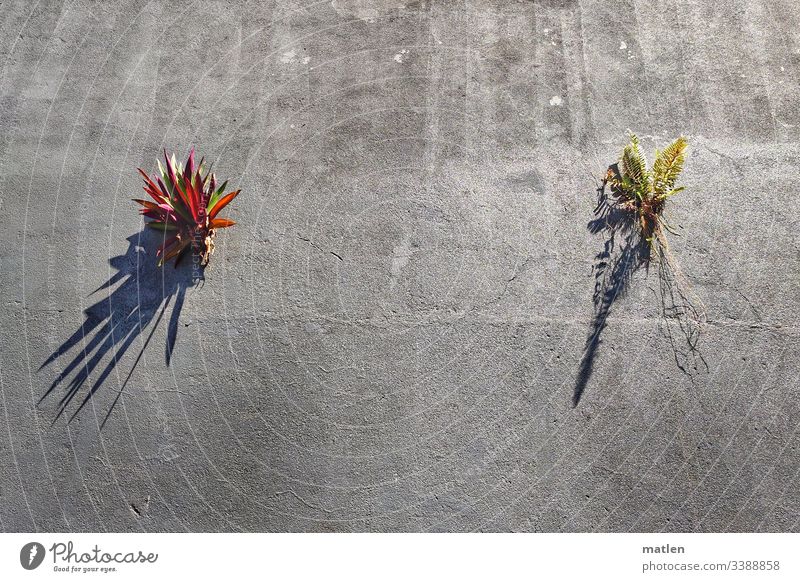 mauerBLÜMCHEN Wall (barrier) Plant Survive Claws tropics Gray Green Red crack in the wall Exterior shot Wall (building) Colour photo Deserted Growth Nature