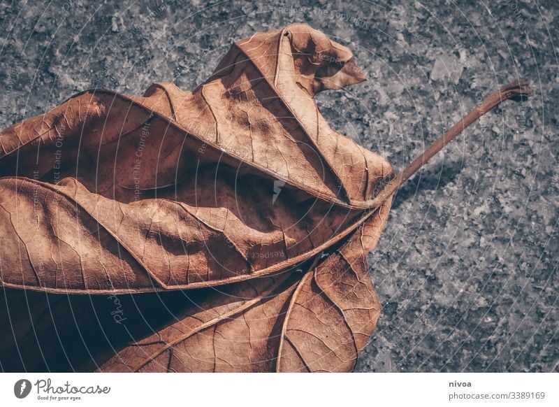 autumn foliage Leaf Maple leaf Maple tree Autumn Winter Colour photo Plant Deserted Day Environment Exterior shot Tree Nature Detail Autumnal Autumnal colours