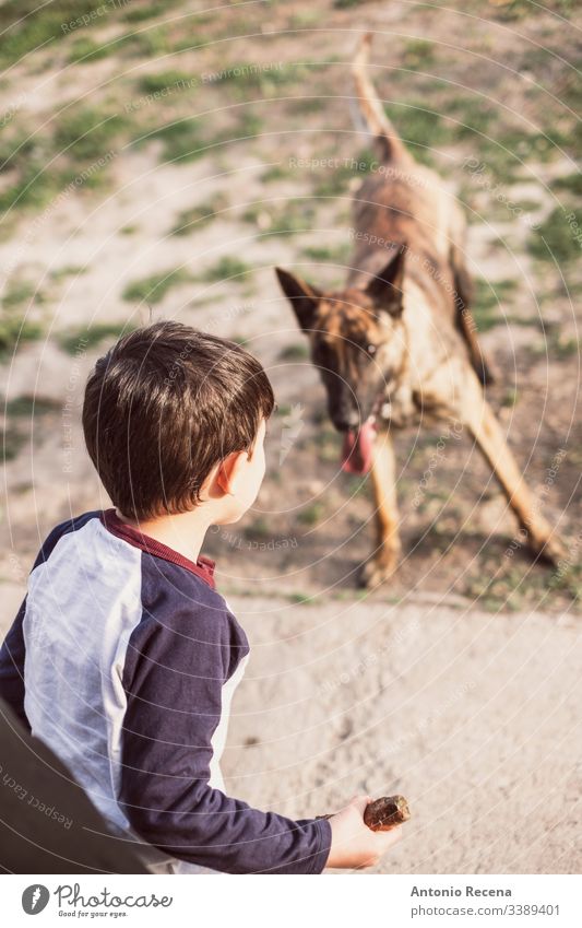 Boy playing throwing a stick at his dog boy plays dogs kid belgan shepherd danger animal pet two 4s 5s child children backyard outdoors spring lifestyles