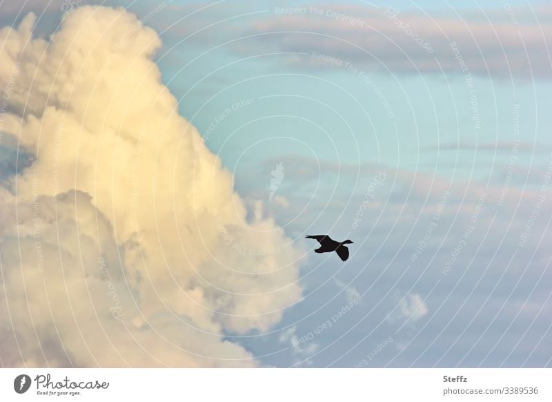 a wild goose in the afternoon sky Wild goose Wild bird Goose Flight of the birds goose flight Bird Migratory bird Sky Clouds in the sky Summer sky Wanderlust