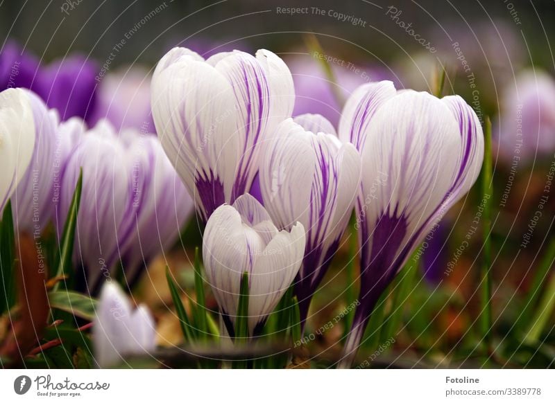 crocuses Crocus Spring Flower Blossom Violet Nature Plant Colour photo Exterior shot Close-up Blossoming Garden Deserted Shallow depth of field Spring fever Day