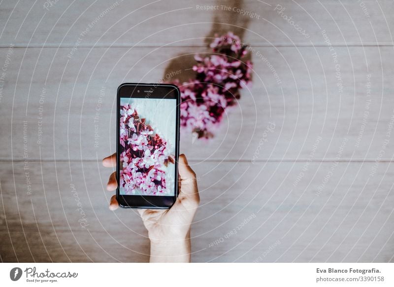 woman taking a picture of beautiful pink almond tree flowers indoors. Technology and springtime concept mobile phone technology camera screen hand blooming