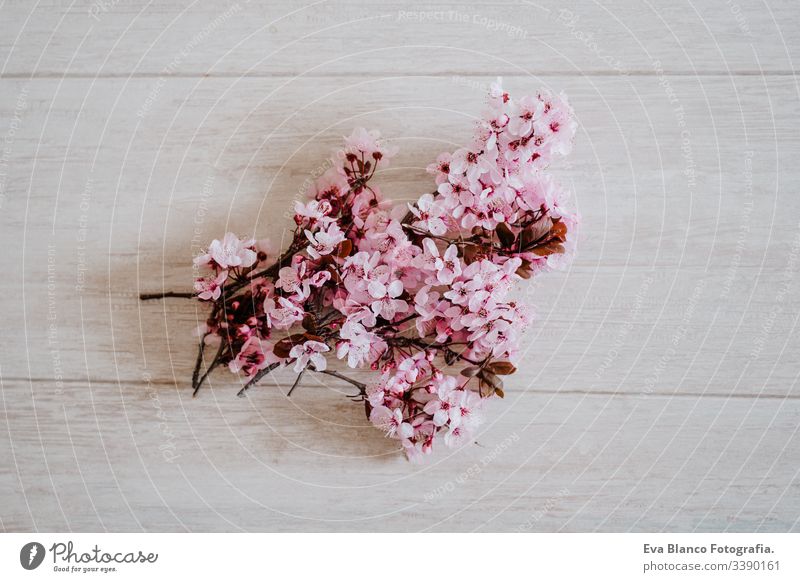 Spring border or background art with pink blossom. Beautiful nature scene with almond tree flowers indoors. Springtime blooming springtime bouquet nobody