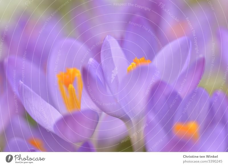 romantic purple crocuses Crocus Spring Spring flowering plant bulb flower Violet Nature Flower Exterior shot Blossom Shallow depth of field Deserted