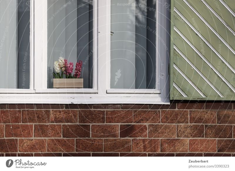 Hyacinths in the white window with green shutter on red brick wall Hyacinthus Flower Potted flower Window Window frame Shutter White Green Red Brick red