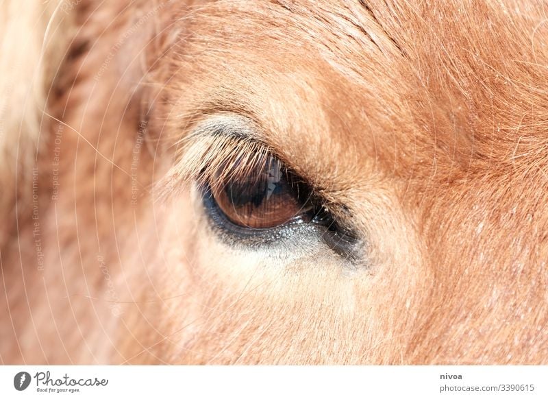 horse's eye Iceland Pony Horse Detail Eyes animal eye Animal Bangs Colour photo Exterior shot Day Animal portrait Farm animal Nature Wild animal Mane Deserted