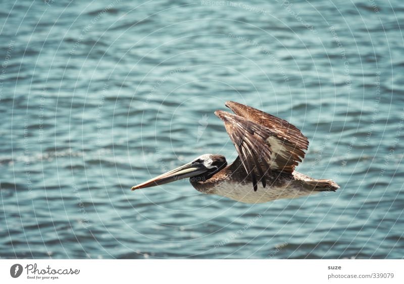 jumbo jet Exotic Vacation & Travel Summer Environment Nature Animal Elements Air Climate Beautiful weather Wild animal Bird 1 Flying Exceptional Blue Pelican