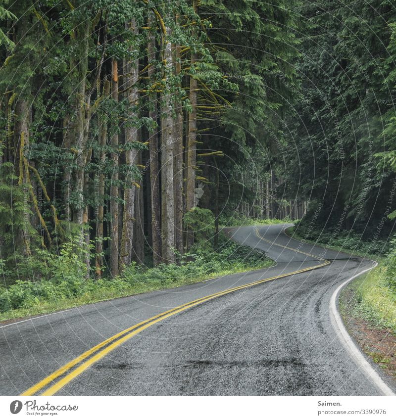 wilderness ride huts Street Markings Asphalt Wet Regeneration Transport Driving Forest USA Washington State Americas Colour photo Traffic lane Gloomy bad wet