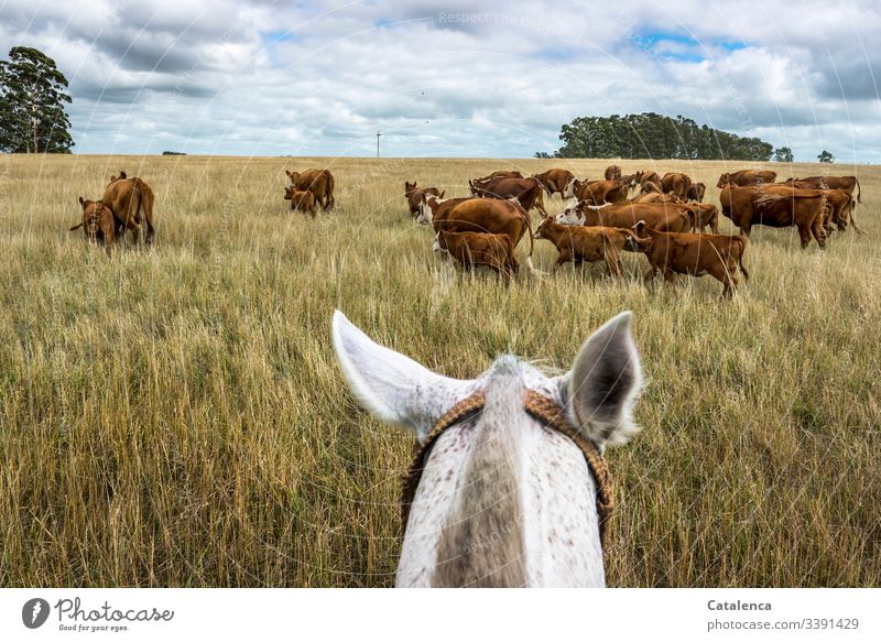 The rider carefully drives the mother cows with their calves through the high, dry grass in front of him Blue Brown Green Summer Nature Landscape horses Grass