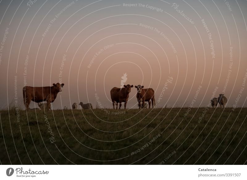 In the evening on the pasture, the cows watch with interest, the sheep turn away fauna Farm animals Herd Nature Group of animals Meadow Willow tree Twilight