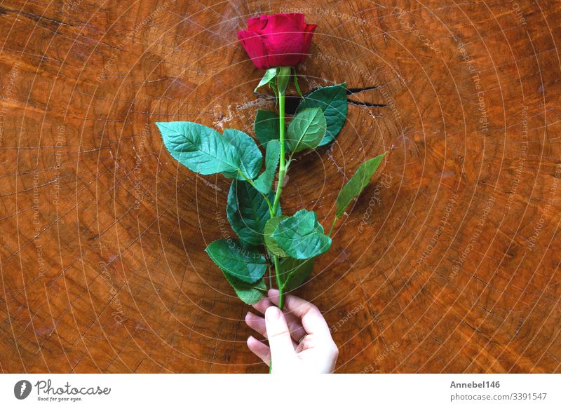 Woman hands with red rose and wooden background texture flower table white beautiful romantic love hold beauty valentine woman holiday gift soft therapy thumb