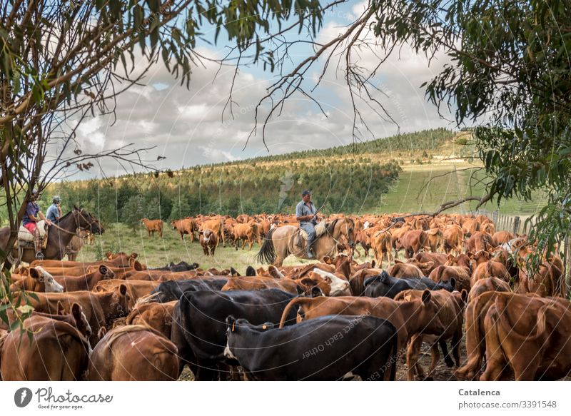 Rider counts cattle from a previously rounded up herd Cattleherd Group of animals Keeping of animals Agriculture Grassland Willow tree fauna flora Horse person