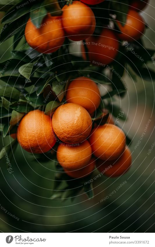 Close up oranges in a tree Orange Fruit Orange juice Vitamin Healthy Vitamin C Colour photo Nutrition Citrus fruits Healthy Eating Beverage Organic produce