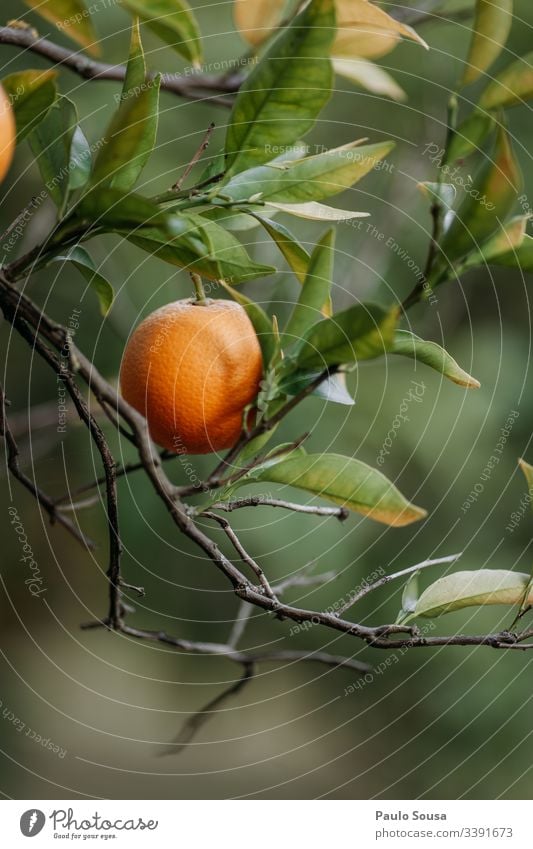 Closeup orange in a tree Orange tree Orange plantation Colour photo Nature Copy Space Down Tree Exterior shot Healthy Vitamin C Organic Orange juice bio