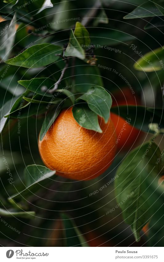 Closeup orange in a tree Orange tree Nature Colour photo Orange plantation Fruit Healthy Environment Tree Exterior shot Day Copy Space bottom Close-up