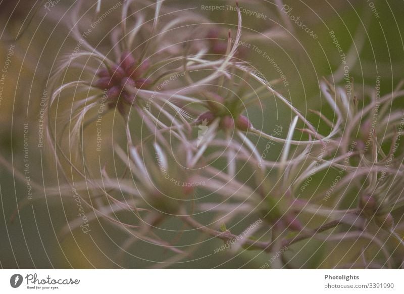 Common clematis - Clematis vitalba - Flowers blossoms Pink Violet Plant Close-up Exterior shot Macro (Extreme close-up) Nature Deserted Detail Blur Beautiful