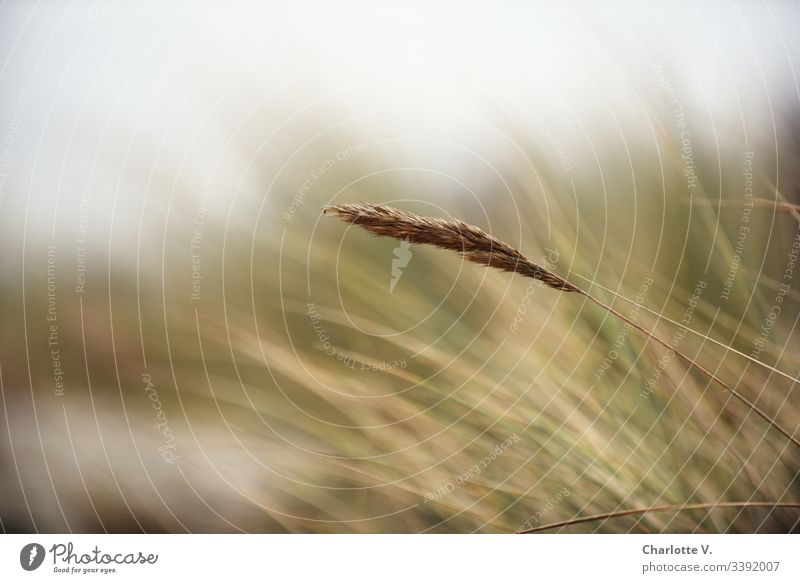 blade of grass, delicate autumn colours Grass Nature Blade of grass Plant Exterior shot Deserted Shallow depth of field Detail Environment Copy Space top Day