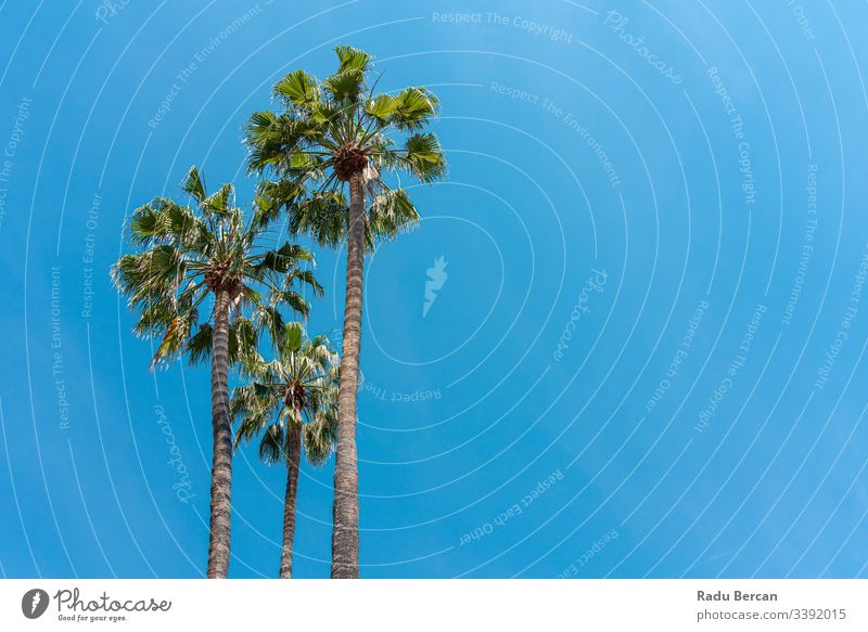 Palm Trees In California State california sunlight idyllic tranquil palm trees coconut group vacation scenic design america usa los angeles low angle view