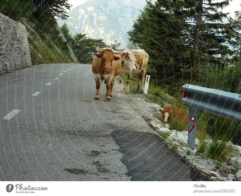 Kühe auf einem Pass in den Allgäuer Alpen alpen Allgäu Alps berge kühe rotbunt vieh fleckvieh Farm animal street alpenpass pass straße gebirge hochgebirge kalb