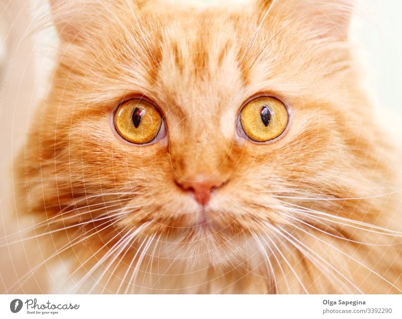 old red cat Cat Face Animal Close upstairs Portrait photograph Domestic Eyes feline Kitten Head Close-up Pet Mammal Cute Pelt Nose Looking kitten Hair furry