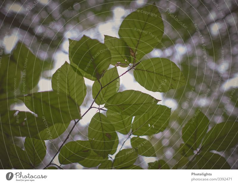 leaves - beech Shallow depth of field Silhouette Contrast Shadow Light Deserted Detail Exterior shot Colour photo Twigs and branches Tree trunk Green