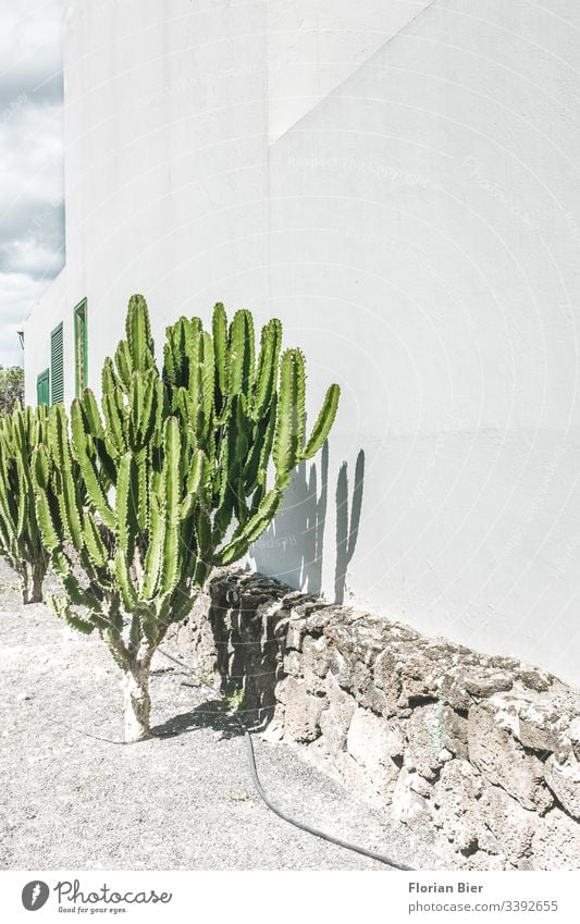 Cactus in the sun in front of a house wall plants fauna cactus House (Residential Structure) Window Garden hose Cast Irrigation Gravel peak Green Gray wise