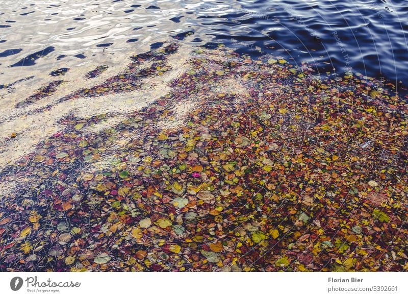 Growing leaves on the water in a harbour basin foliage Autumn Water Ocean Harbour harbour basins reflection variegated variety drift shift Nature