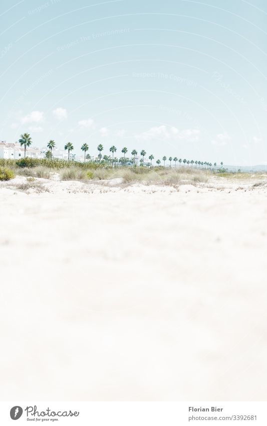 Palm promenade along the beach palms plants Sky Promenade Sand Dune undergrowth Nature Environment Dry Town Grass Palm tree off Landscape Tourism graphically