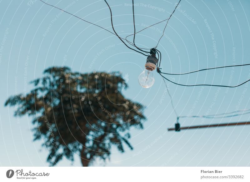 Wild connected light bulb with cable net in a socket in front of a palm tree Electric bulb light sources Retro Cable Joinery technique stream Light Edison Net