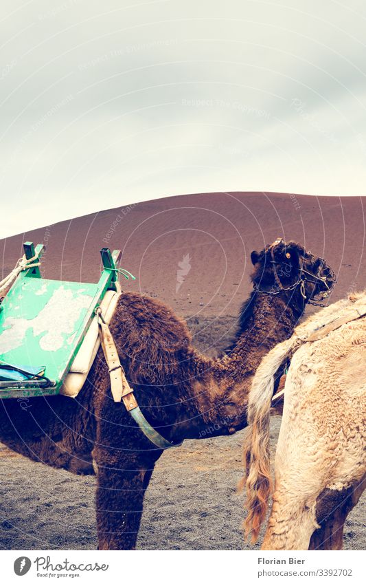 Camel caravan in the desert Desert Nature Landscape Dune Dry Animal Caravan Pelt Brown Bright Saddle Sand Vacation & Travel Tourism Dromedary Adventure Hot