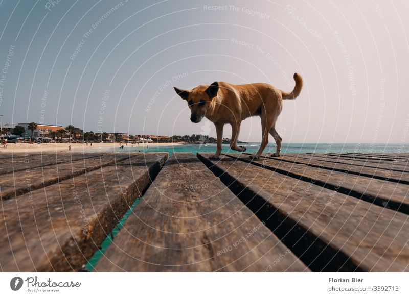 Stray dog on a footbridge Dog Animal Wild straying strays Pelt Bright crouched Animal face Footbridge hunger vigilantly Appetite Mammal To feed Feeding