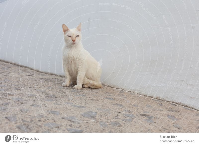 Street cat in a village Animal Cat Wild Prowl Free-living Pet Curiosity Observe Pelt Looking Animal face Cute Sit Paw Looking into the camera Exterior shot