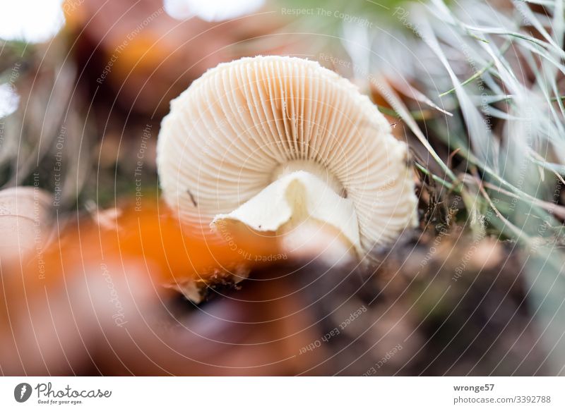 Underside with the lamellae of a tuberous-leaved mushroom lying on its side Autumn Saxon Switzerland Mushroom slats Mushroom underside bottom view