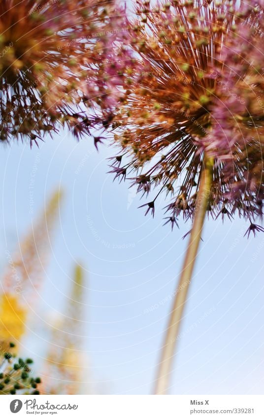 ornamental garlic Plant Spring Summer Flower Blossom Blossoming Fragrance Growth Garden Flower stalk Colour photo Exterior shot Close-up Deserted