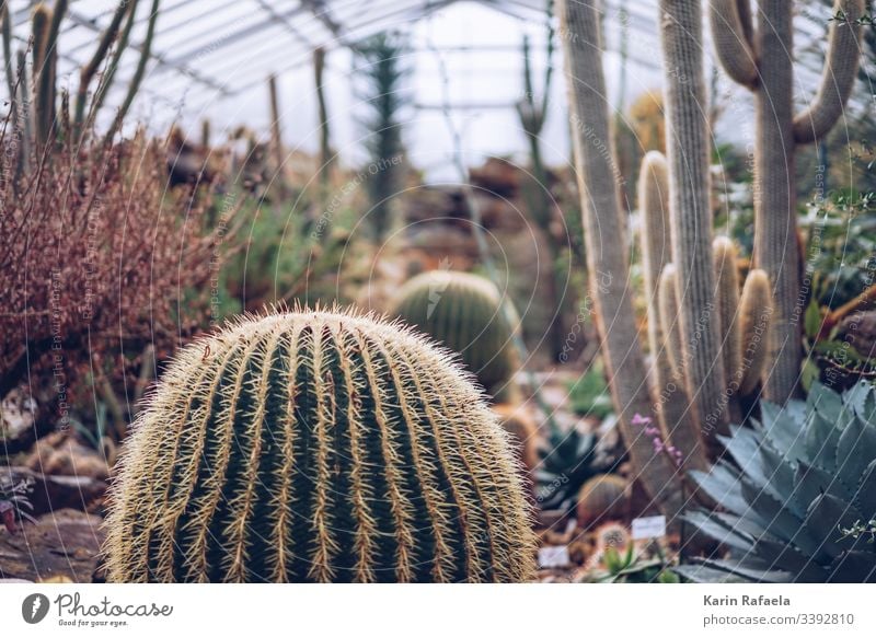 Cacti in the greenhouse Cactus Cactusprickle Plant Green Colour photo Thorn Nature Blur Interior shot Day Thorny Point Desert Deserted Exotic Environment