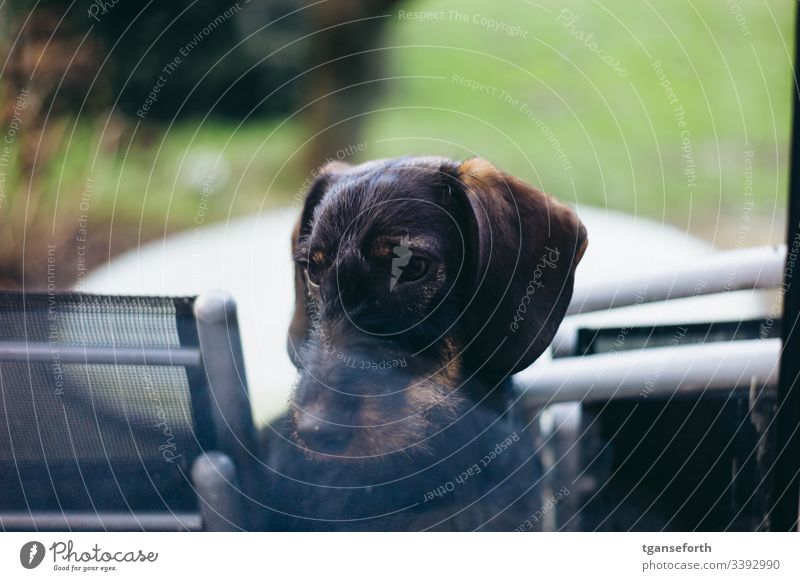 Dachshund in window Puppy sad Animal Dog Cute Love of animals Exterior shot Pet Deserted Animal face Curiosity Interior shot Animal portrait Observe Baby animal